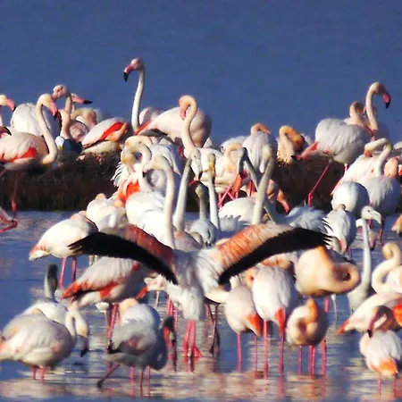 Olimpia 利多尔德纳西奥尼