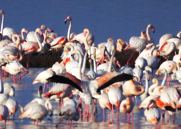 Olimpia Lido delle Nazioni